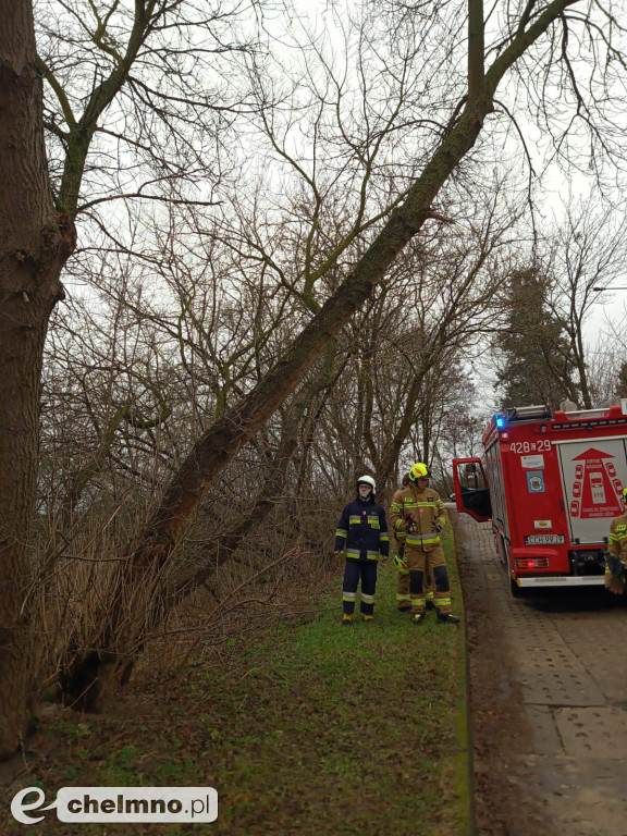 Powalone drzewa w Chełmnie