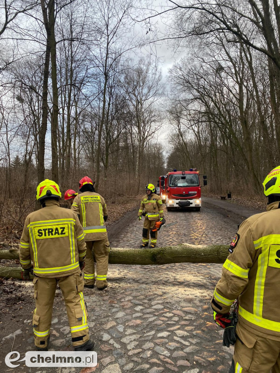 Powalone drzewa w Chełmnie