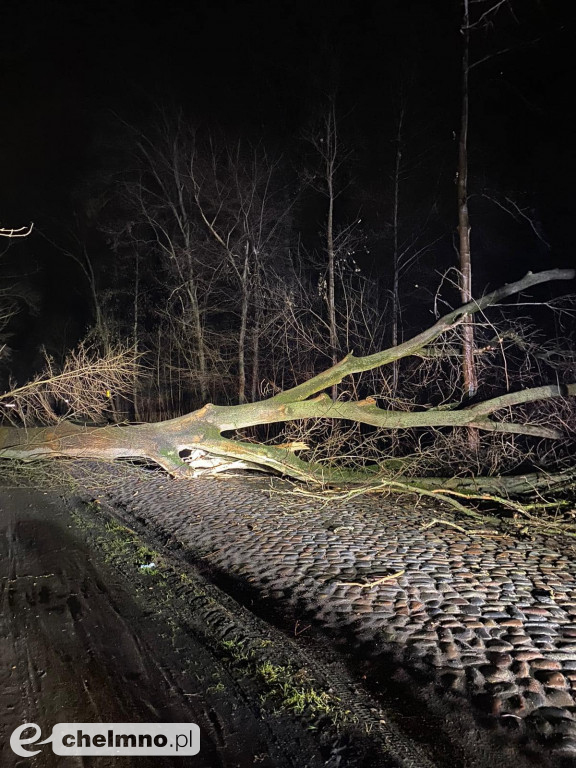 Powalone drzewa w Chełmnie