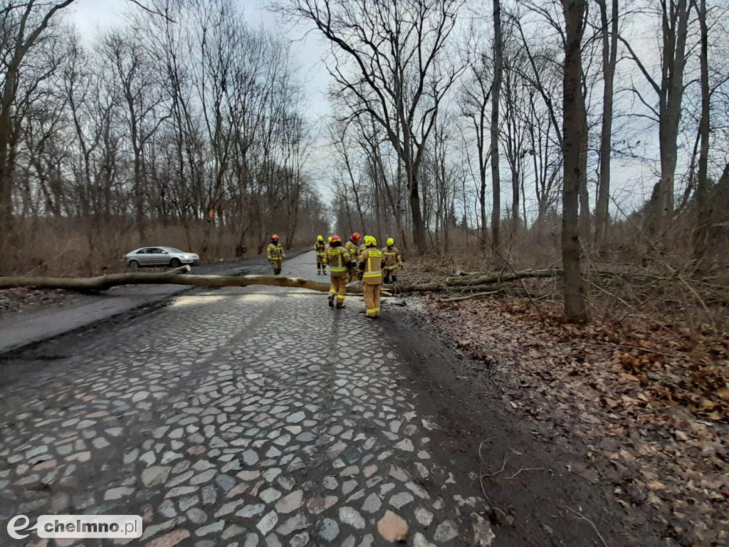 Powalone drzewa w Chełmnie