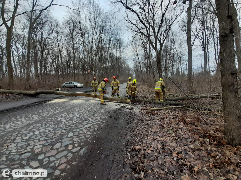 Powalone drzewa w Chełmnie