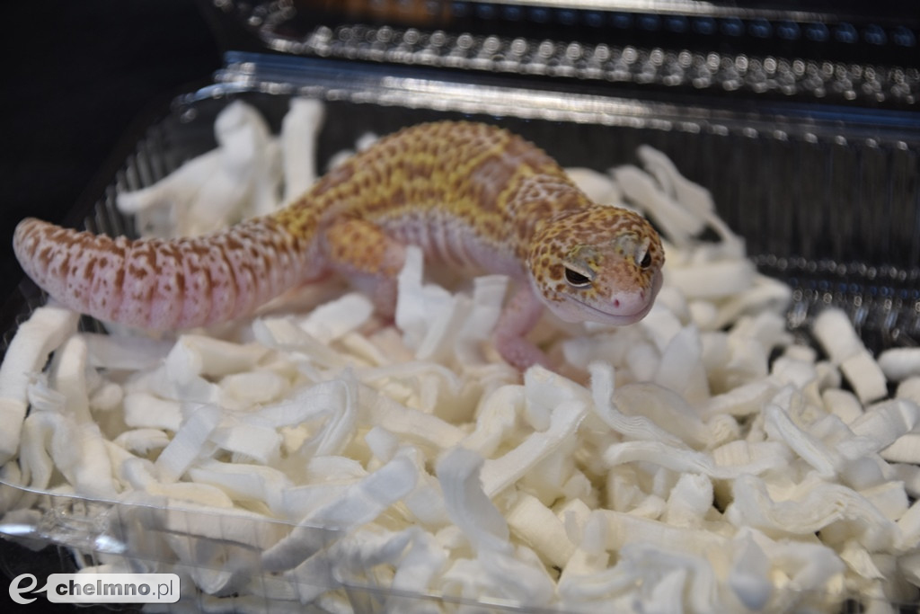 Relacja z Targów Terrarystycznych ExoAnimal