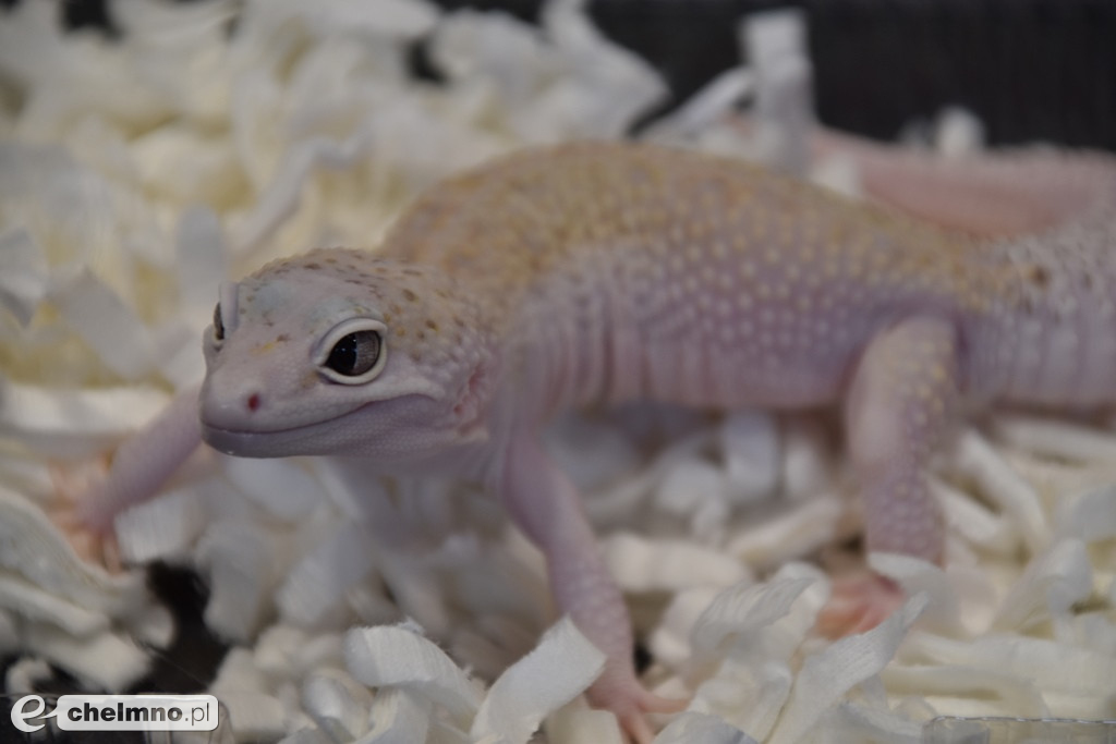 Relacja z Targów Terrarystycznych ExoAnimal