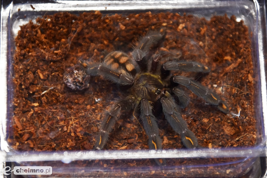 Relacja z Targów Terrarystycznych ExoAnimal