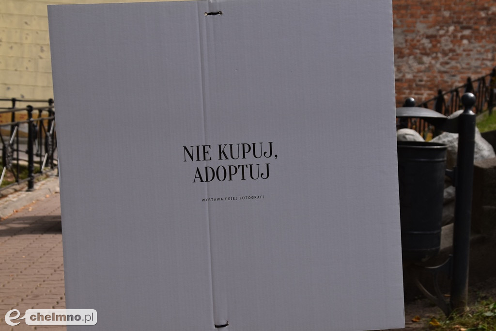 Nasi nowi przyjaciele. Nie kupuj, adoptuj