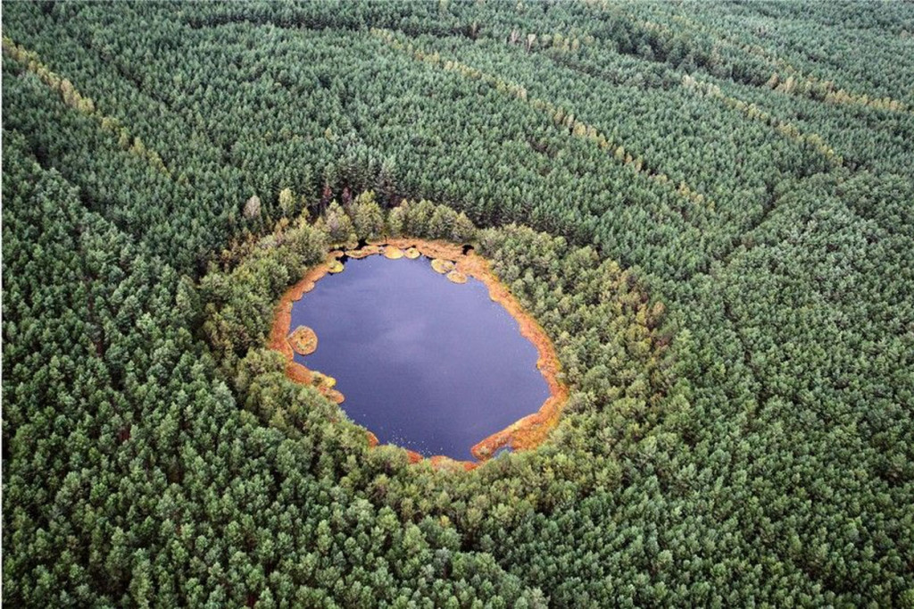 Dziś dzień leśnika