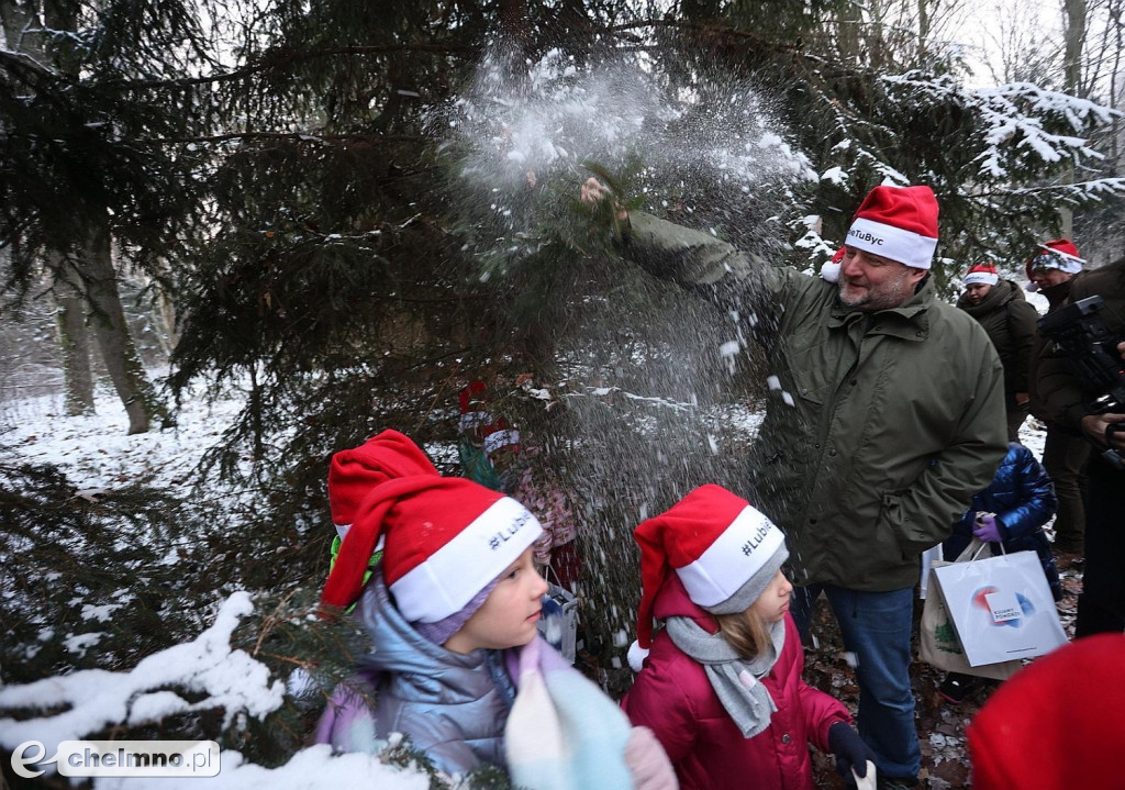 Wybraliśmy świąteczne drzewko