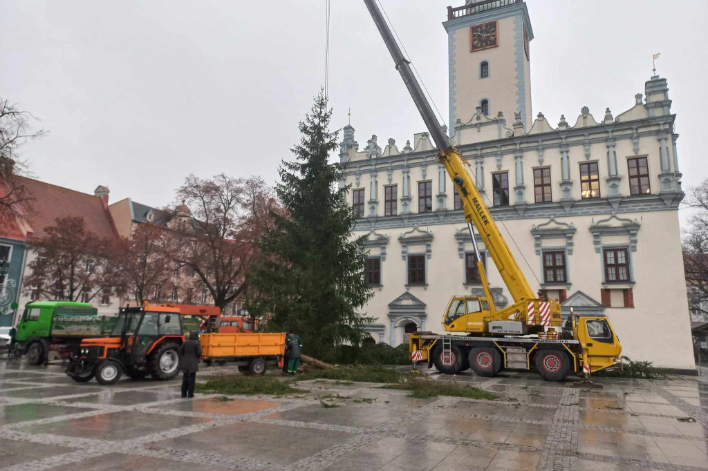 Już jest! Chełmińska wielka choinka zamontowana na Rynku