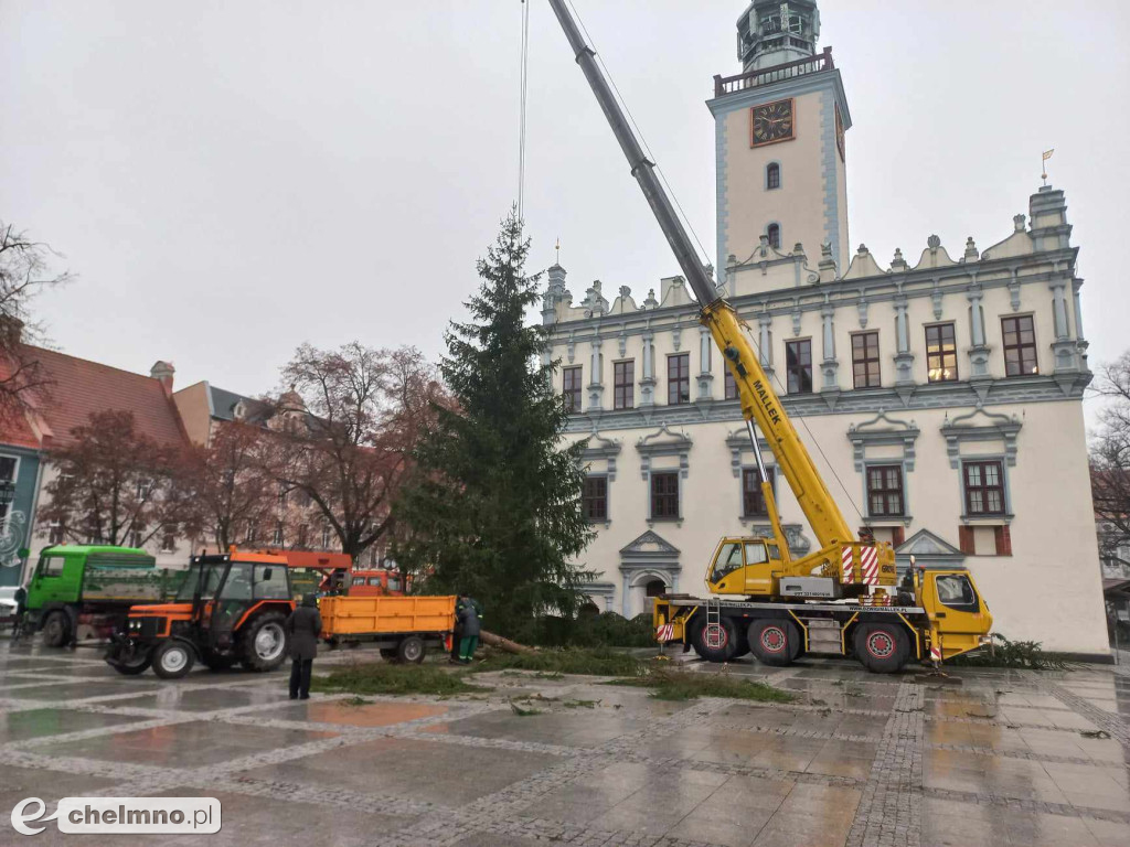 Już jest! Chełmińska wielka choinka zamontowana na Rynku