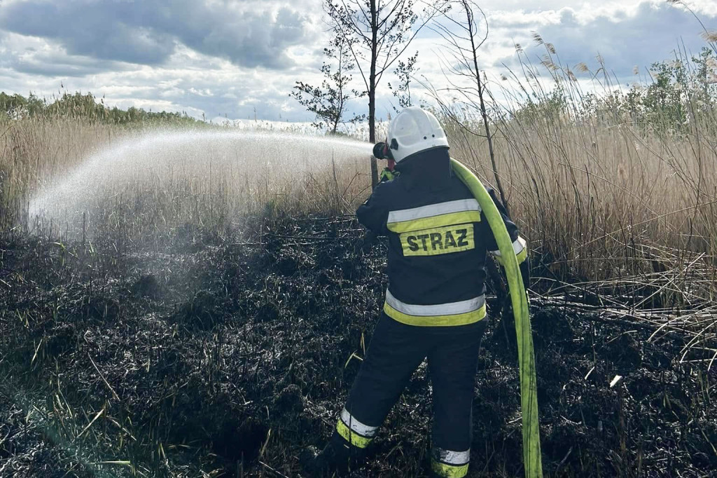 Pożar nieużytków w okolicach Chełmna