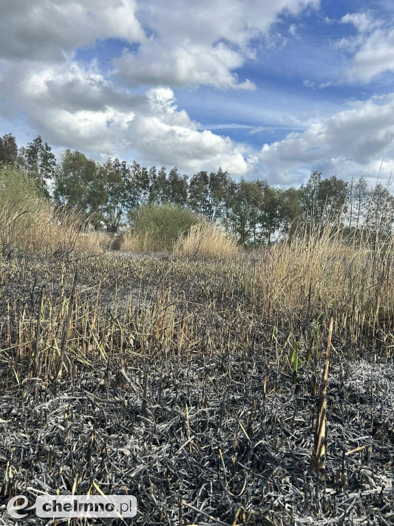 Pożar nieużytków w okolicach Chełmna