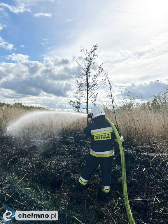 Pożar nieużytków w okolicach Chełmna
