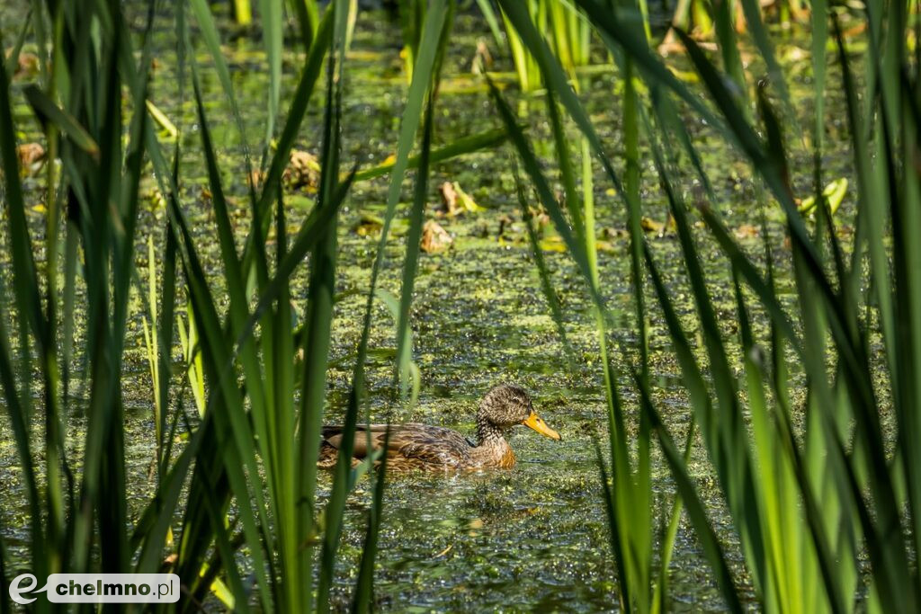 Tucholski Park Krajobrazowy zaprasza na grzyby, ryby i kajaki