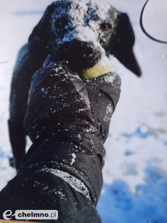 Konkurs na najśmieszniejsze zdjęcie swojego  zwierzaka