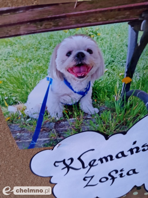 Konkurs na najśmieszniejsze zdjęcie swojego  zwierzaka