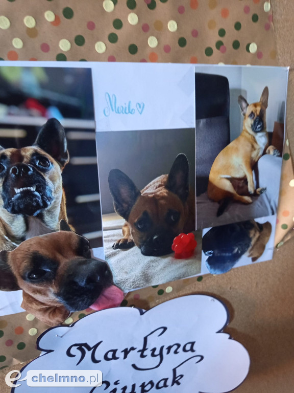 Konkurs na najśmieszniejsze zdjęcie swojego  zwierzaka