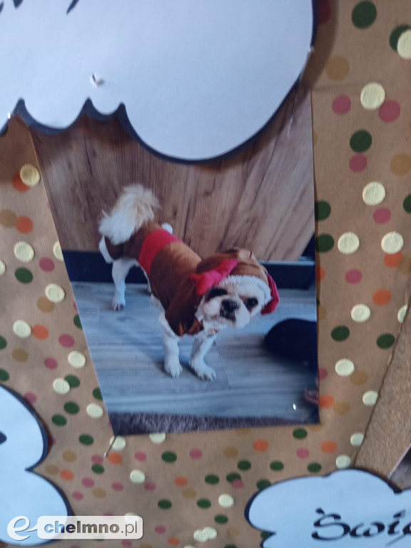 Konkurs na najśmieszniejsze zdjęcie swojego  zwierzaka