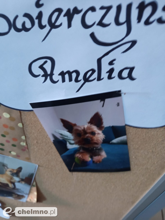 Konkurs na najśmieszniejsze zdjęcie swojego  zwierzaka