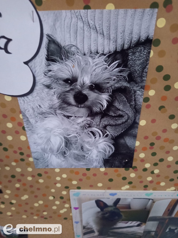 Konkurs na najśmieszniejsze zdjęcie swojego  zwierzaka