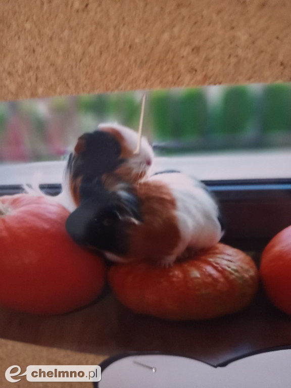 Konkurs na najśmieszniejsze zdjęcie swojego  zwierzaka