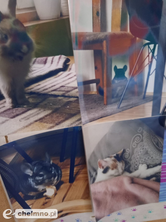 Konkurs na najśmieszniejsze zdjęcie swojego  zwierzaka