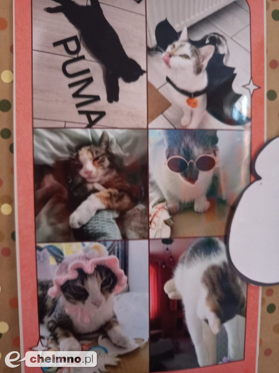 Konkurs na najśmieszniejsze zdjęcie swojego  zwierzaka