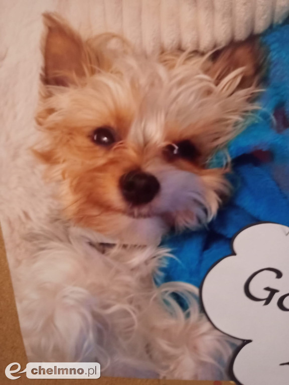 Konkurs na najśmieszniejsze zdjęcie swojego  zwierzaka