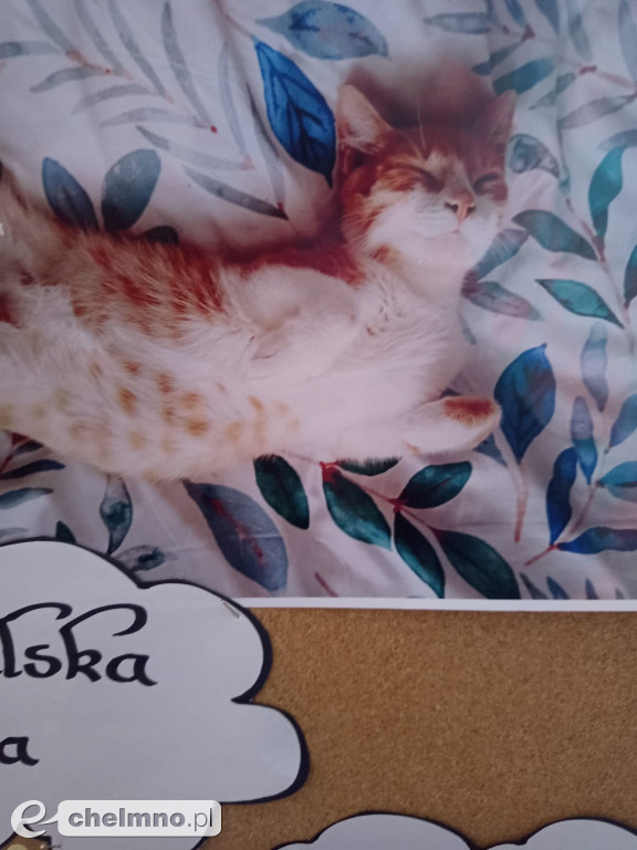 Konkurs na najśmieszniejsze zdjęcie swojego  zwierzaka