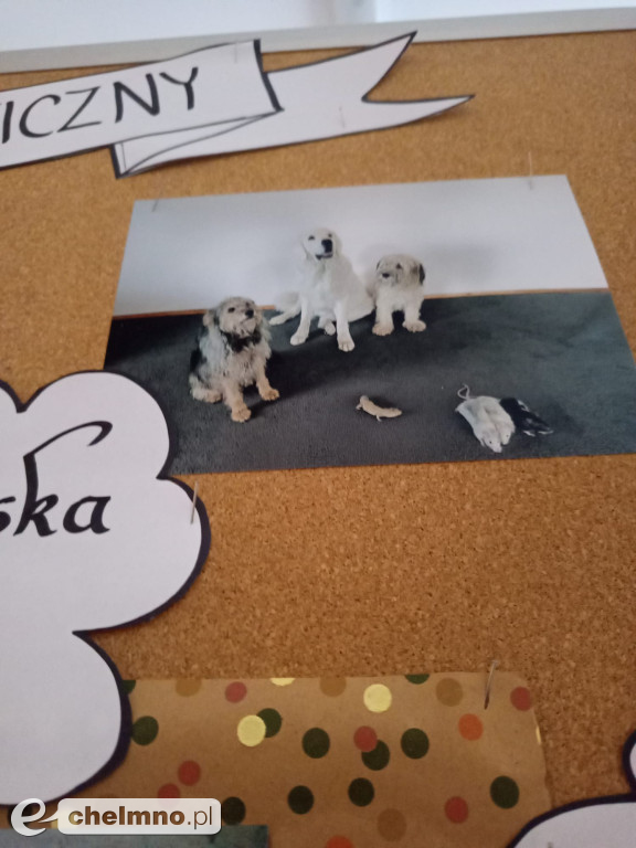 Konkurs na najśmieszniejsze zdjęcie swojego  zwierzaka