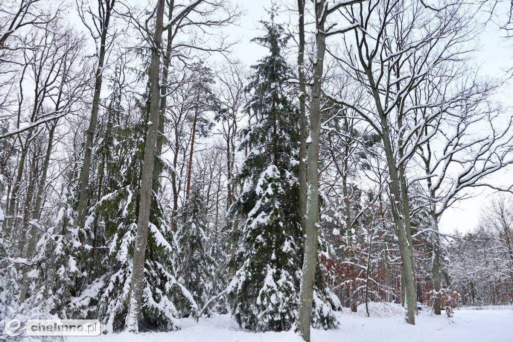 Wybraliśmy świąteczne drzewko