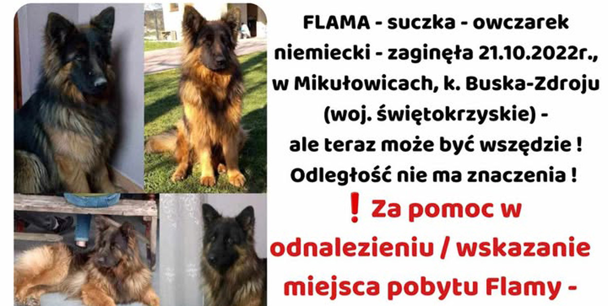 FLAMA – Szukamy Cię nieustannie od ponad 3 lat