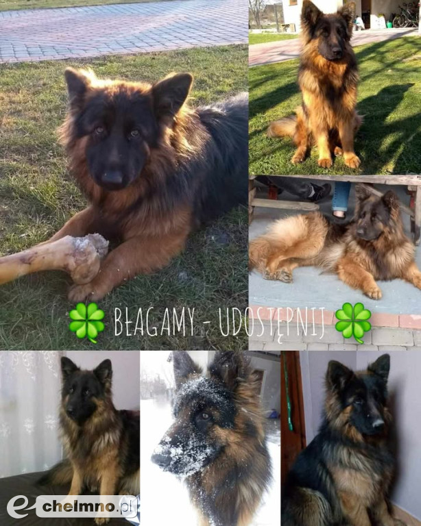 FLAMA – Szukamy Cię nieustannie od ponad 3 lat