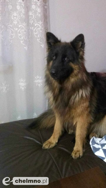 FLAMA – Szukamy Cię nieustannie od ponad 3 lat