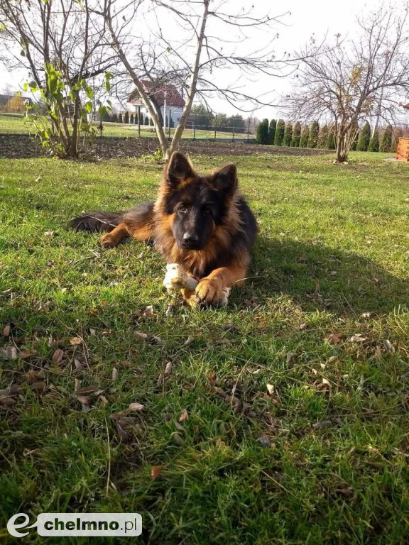 FLAMA – Szukamy Cię nieustannie od ponad 3 lat