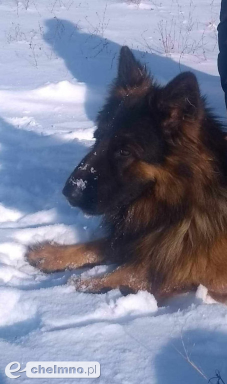 FLAMA – Szukamy Cię nieustannie od ponad 3 lat