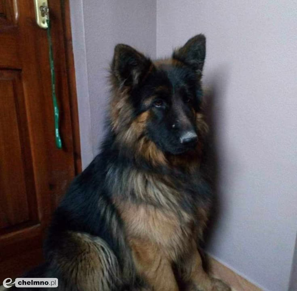 FLAMA – Szukamy Cię nieustannie od ponad 3 lat