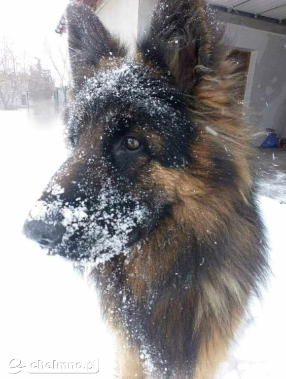 FLAMA – Szukamy Cię nieustannie od ponad 3 lat