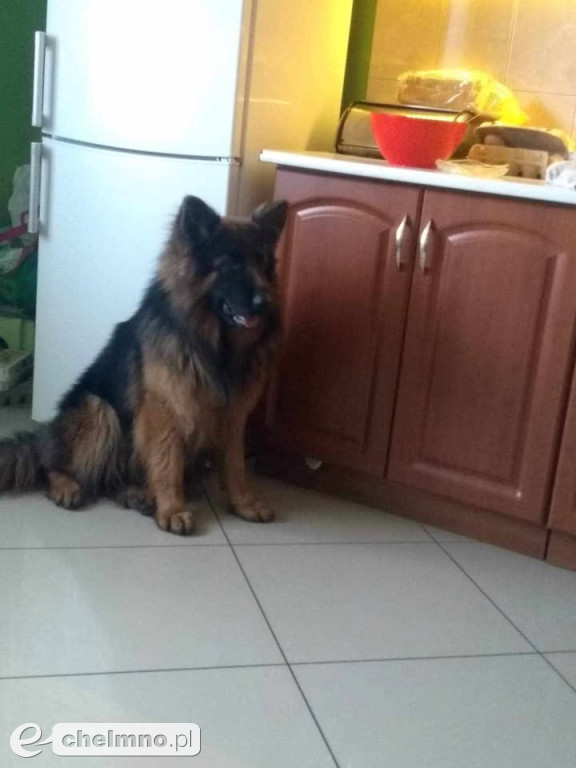 FLAMA – Szukamy Cię nieustannie od ponad 3 lat