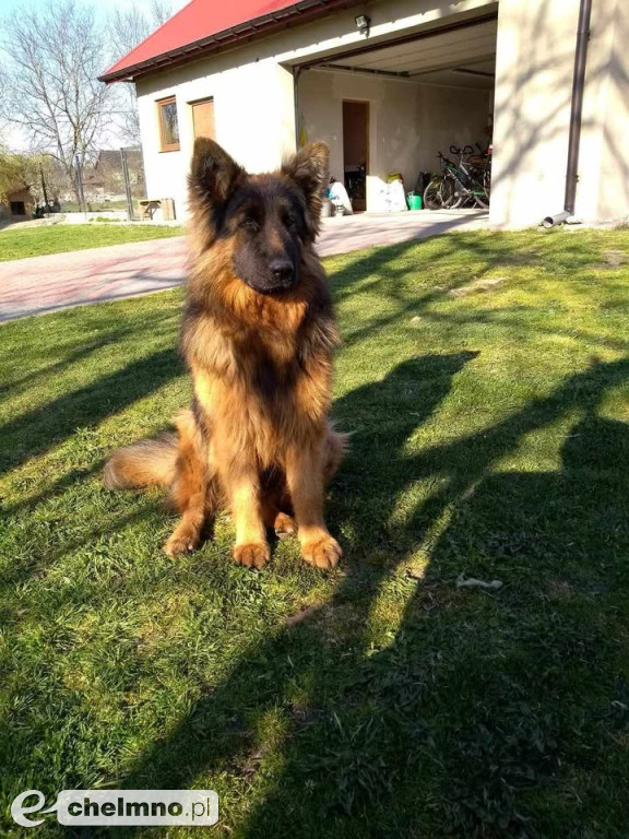 FLAMA – Szukamy Cię nieustannie od ponad 3 lat