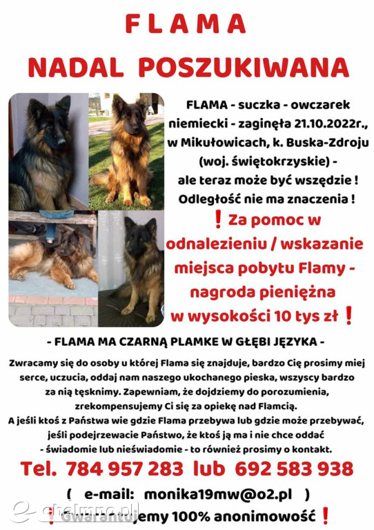 FLAMA – Szukamy Cię nieustannie od ponad 3 lat