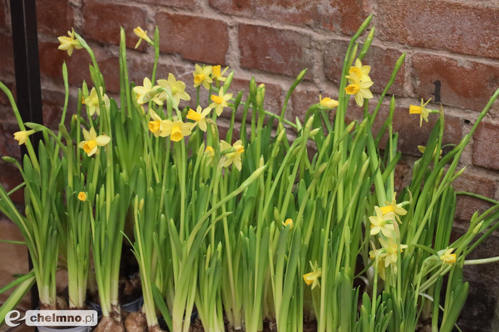 W naszych murach czuć już wiosnę