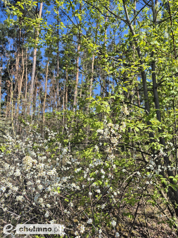Ja i moje drzewo – świętujemy Dzień Ziemi!