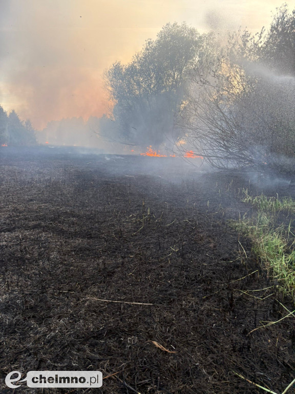 Pożar trzcinowisk w Podwiesku. Strażacy walczyli z ogniem