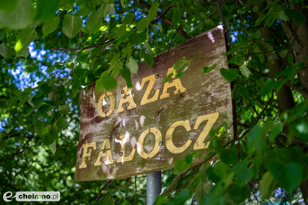 Wiosna w Sołectwach: Kijewo Królewskie i Kosowizna