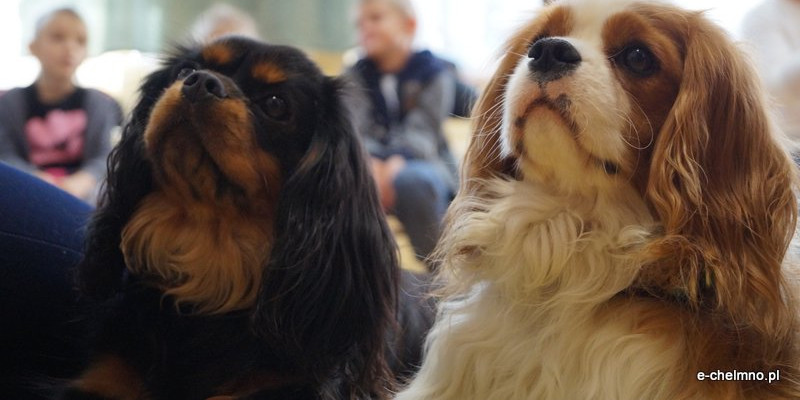 Zabawa z pieskiem ? dogoterapia