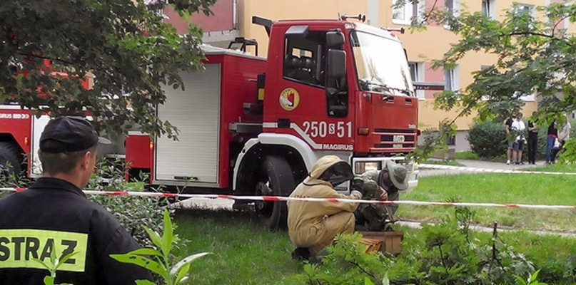 Strażacy zasypywani zgłoszeniami o likwidacji gniazd owadów