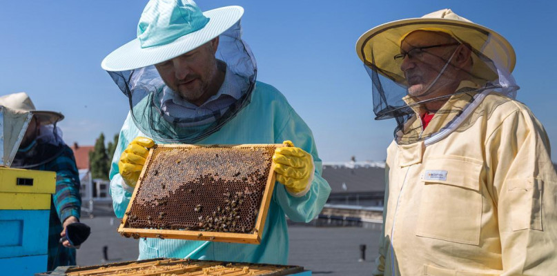 Zebraliśmy miód w pasiece na dachu Urzędu Marszałkowskiego