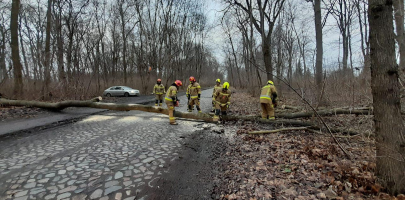 Powalone drzewa w Chełmnie. Interwencje z powodu silnego wiatru 