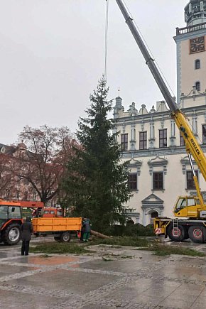 Już jest! Chełmińska wielka choinka zamontowana na Rynku-8323