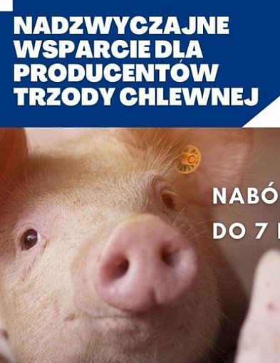 Pomoc z PROW dla hodowców świń: czas na składanie wniosków wydłużony do 7.02-73919